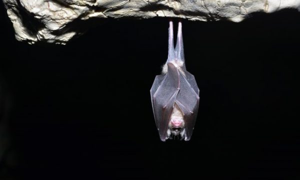 Ekipi i OBSH-së në Wuhan thptë se duhet të futen në shpellat e lakuriqëve të natës