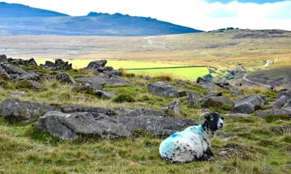 Shteti që do të paguajë fermerët nëse e punojnë tokën e tyre