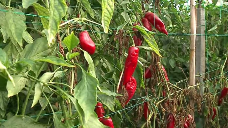 Serbia bllokon prodhimet e Shqipërisë