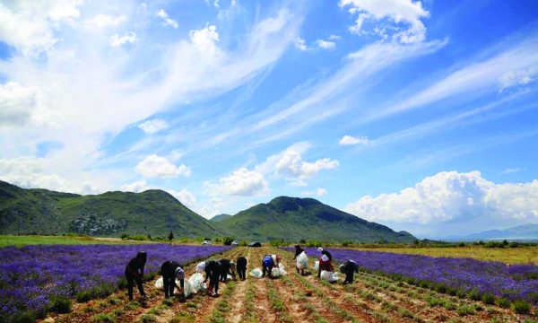 Fermerët po lënë investimet në Shqipëri dhe po ikin sërish në emigracion
