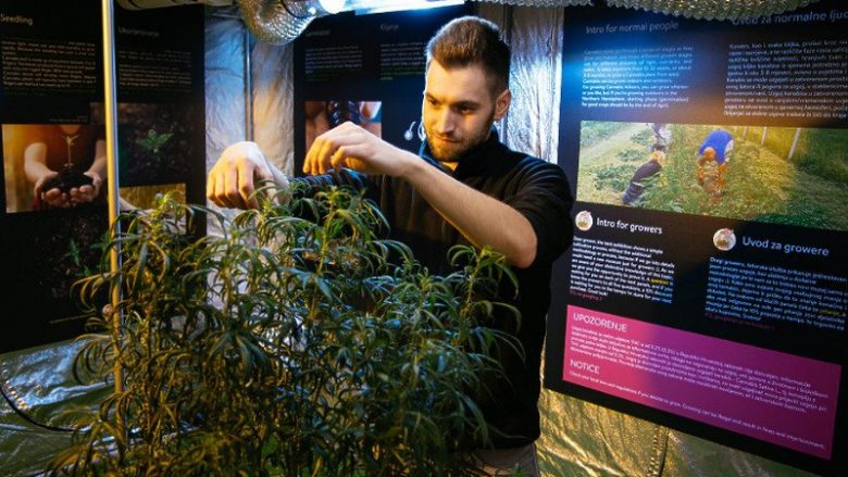 Zagreb, hapet muzeu i kanabisit dhe gjendet përballë stacionit policor