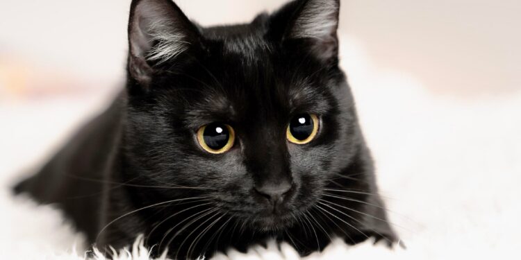 Vrau macen në ashensor, burri në Turqi dënohet me dy vjet e gjysmë burg