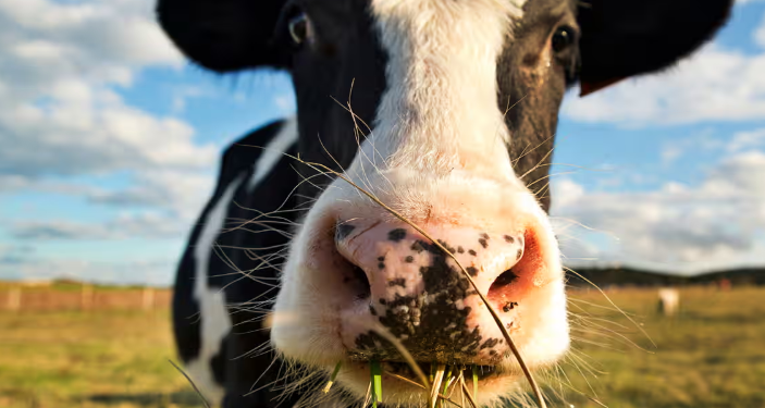 M&S investon 1 milion funte në trajtimin e metanit nga lopët që gromësijnë dhe …