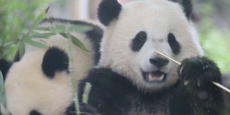 Këlyshët e Pandave shijojnë duke grënë bambu në Kinën Jugperëndimore në Provincën e Sichuan