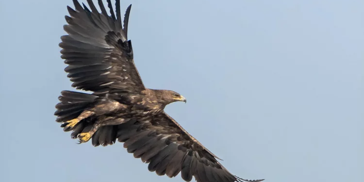 Lufta në Ukrainë detyron shqiponjat migruese të ndryshojnë rrugët e tyre të fluturimit