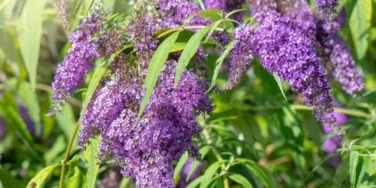 Britanikët në hall me bimën që ua ka pushtuar shtëpitë