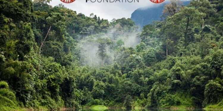 Dita Botërore e Pyjeve të Shiut: Lëvizja drejt një të ardhmeje më të gjelbër