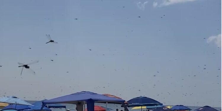 Grabitësit i vjedhin shtëpinë, apeli i rrallë i nënës italiane: Më ktheni hirin e djalit tim