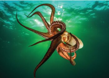 Më pak vuajtje në peshkim/ Friend of the Earth Partner në Projektin “Care Fish”