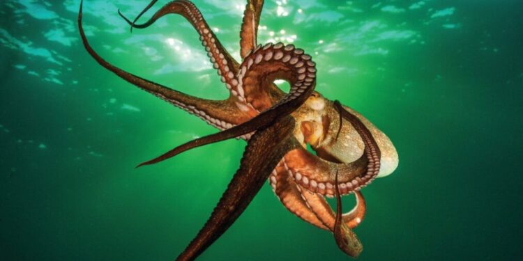 Më pak vuajtje në peshkim/ Friend of the Earth Partner në Projektin “Care Fish”