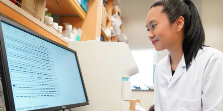 Droga që zgjat jetëgjatësinë e minjve me 25%, do aplikohet te njerëzit?