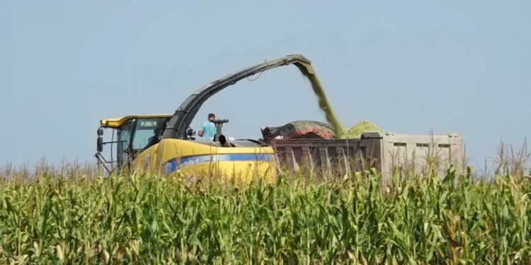 Fermerët dështuan me grurin, u shit nën kosto: Jo vetëm që nuk nxorëm shpenzimet, por ne…