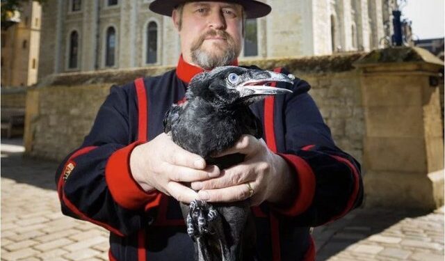 KORBAT QË “RUAJNË” MBRETËRINË/ Tradita vazhdon njësoj si tre shekuj më parë
