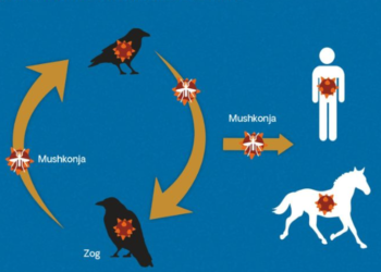 Alarmi për “Ethet e Nilit”, reagon Ministria e Shëndetësisë: Qëndroni të qetë, por vigjilent