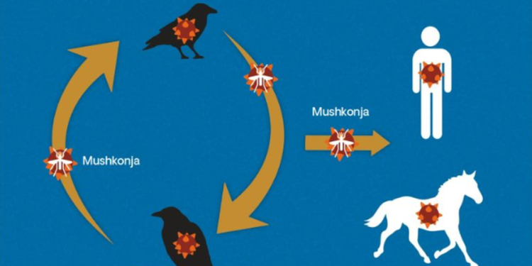 Alarmi për “Ethet e Nilit”, reagon Ministria e Shëndetësisë: Qëndroni të qetë, por vigjilent