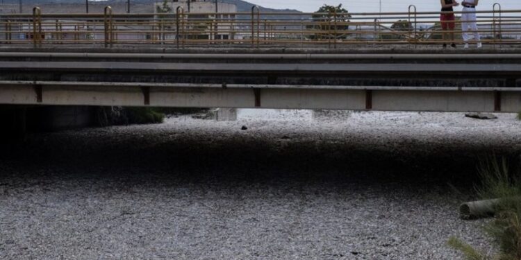 Ngordhën mijëra toneta peshq, Greqia shpallet gjendje e jashtëzakonshme në Volos