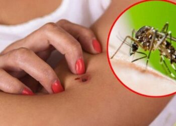 Rikthehen “Ethet e Nilit” në Shqipëri, 3 viktima dhe 17 të infektuar