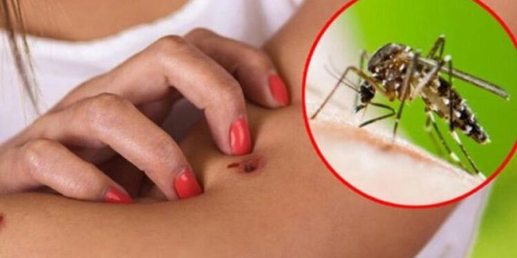 Rikthehen “Ethet e Nilit” në Shqipëri, 3 viktima dhe 17 të infektuar