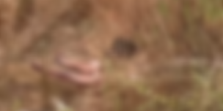 HORROR në Tiranë/ Gjendet kufoma e një burri në shkollën “Andrea Stefani”. Pamje +18