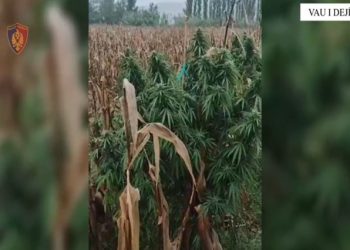 Vau i Dejës- Kultivoi 462 bimë narkotike, arrestohet 36-vjeçari, nën hetim kryeplaku i fshatit