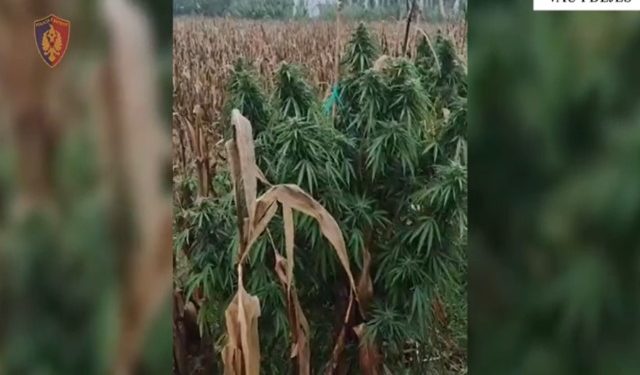 Vau i Dejës- Kultivoi 462 bimë narkotike, arrestohet 36-vjeçari, nën hetim kryeplaku i fshatit