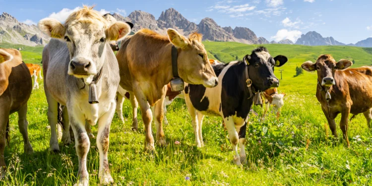 FOTO/ Britani, e reja u sulmua nga lopët dhe VDIQ në vend, ja çfarë i tregoi nënës së saj pak minuta para momentit tragjik