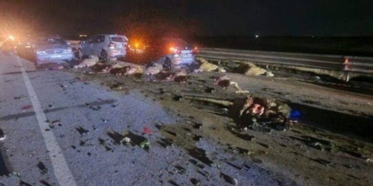 Aksident i rëndë mes tri veturave në Fier, katër të lënduar: Bëhen “kurban” edhe 36 krerë dele