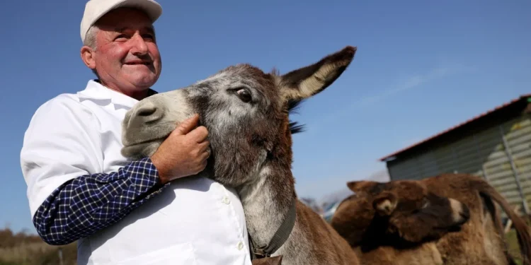 Ari i bardhë/ Fermerët shqiptarë që shesin djathin e gomarit me 1500 euro kilogrami