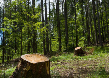 Kosova humbi gati 16 mijë hektarë pyje për 22 vjet