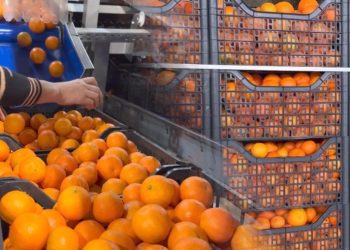 Kroacia i kthehu mbrapsht, 10 ton mandarina me pesticide u shitën në Shqipëri, 3 të arrestuar