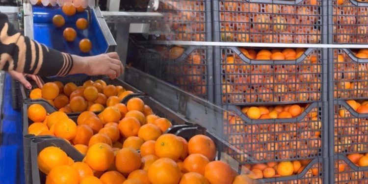 Kroacia i kthehu mbrapsht, 10 ton mandarina me pesticide u shitën në Shqipëri, 3 të arrestuar