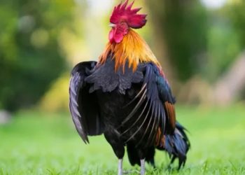 Para 177 viteve doli gazeta e parë shqiptare ​“L’albanese d’Italia”