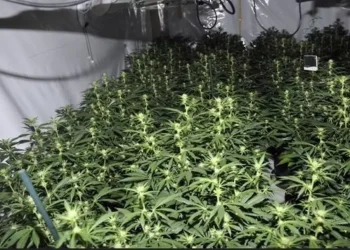 Lidheshin me “shtëpitë e barit” të shqiptarëve, si u zbulua banda që punonte në mesin e ditës për krimin në Britani