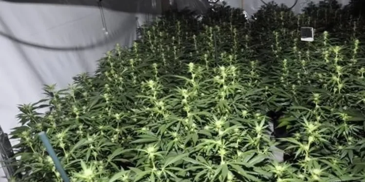 Lidheshin me “shtëpitë e barit” të shqiptarëve, si u zbulua banda që punonte në mesin e ditës për krimin në Britani