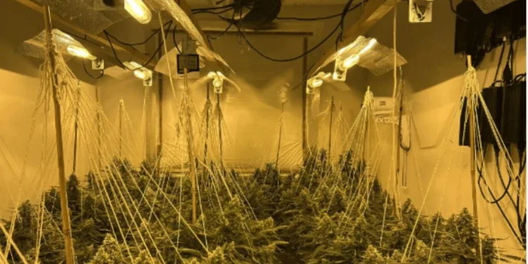 Shtëpitë e barit në Angli, 148 shqiptarë të arrestuar! 48 milion stërlina vlera kanabisit sekuestruar në operacionin “Mille”