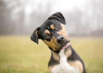 Pa i kuptuar njerëzit, qentë “flasin” një gjuhë sekrete