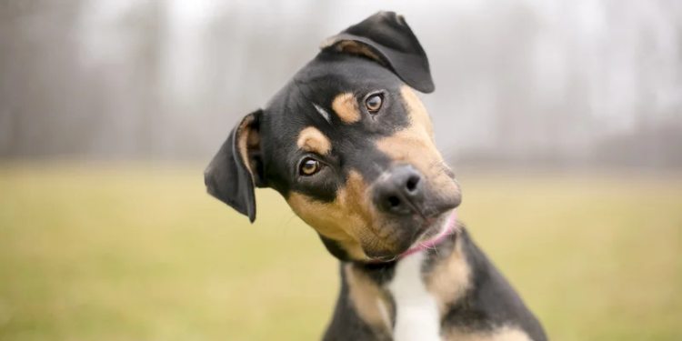 Pa i kuptuar njerëzit, qentë “flasin” një gjuhë sekrete