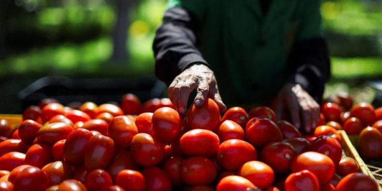 Tarifave të Trump nuk iu shpëtojnë as domatet e Meksikës