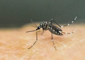 OBSH paralajmëron për përhapjen e virusit të rrezikshëm nga mushkonjat