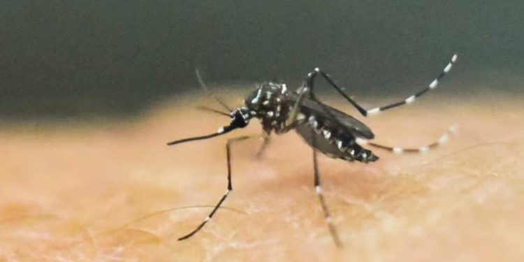 OBSH paralajmëron për përhapjen e virusit të rrezikshëm nga mushkonjat