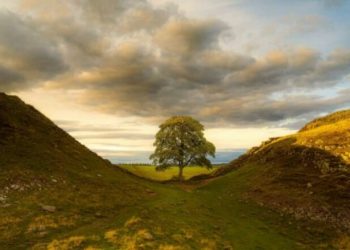 Prenë pemën ikonë në Britani, dënohen me burg dy burra