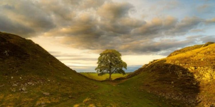 Prenë pemën ikonë në Britani, dënohen me burg dy burra