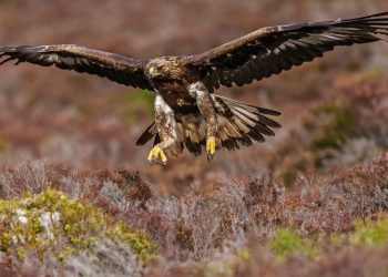 Shqiponjat e arta gati për rikthim në Angli