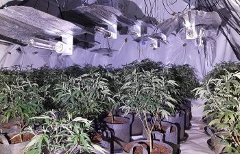 Angli/ Zbulohen disa ferma kanabisi në Dudley dhe Birmingham, përfundon në pranga një shqiptar. Zbulohen kokainë dhe dhjetëra mijëra paund