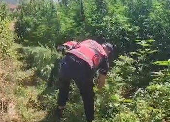 Policia aksion antikanabis në Malësi të Madhe, 14 të arrestuar, 10 në kërkim