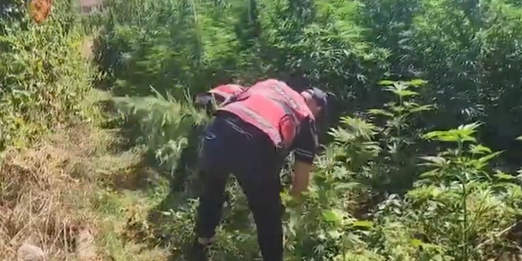 Policia aksion antikanabis në Malësi të Madhe, 14 të arrestuar, 10 në kërkim