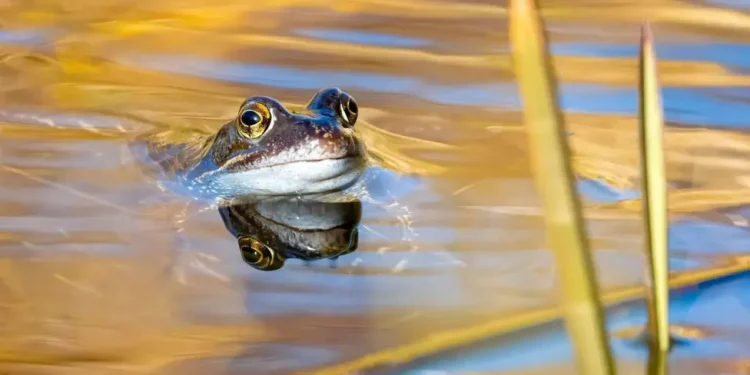 Fotografët e botës së egër, fitues të çmimeve, kurorëzohen
