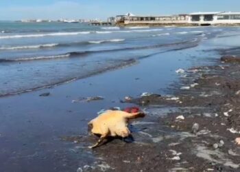 E ngordhur në breg/ Breshka e rrallë e detit zbulohet në Vlorë, dyshohet se u përplas nga një mjet lundrues
