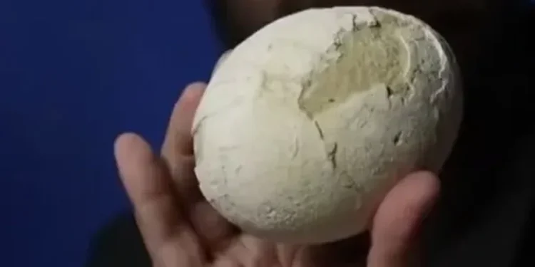 Zbulohet veza e dinozaurit 70 milionë vjeçare, është në gjendje perfekte