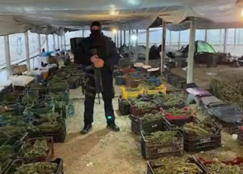 Rreth 900 kg drogë, kapet në Angli 30-vjeçari për serat me kanabis në Berat